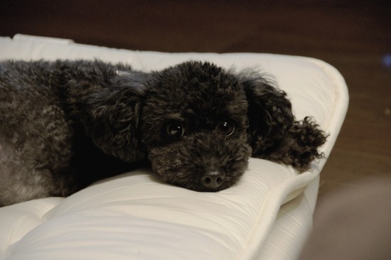 as know as de wanとトイプードルブラックの銀座リリー28