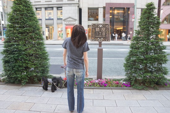 ニャンバーワン,銀座トイプードル,リリーとドナ,asknowasdewan016