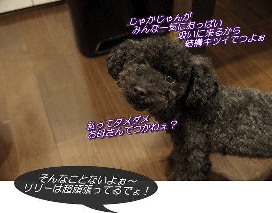 as know as de wanとトイプードルブラックの銀座リリー10