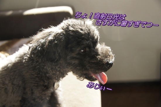 銀座 トイプードル リリー as know as de wan28