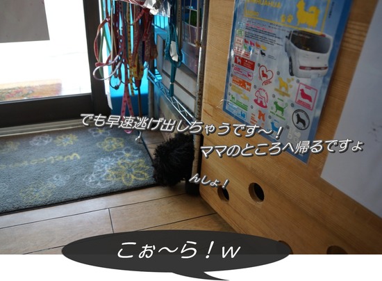 銀座トイプードルリリーとドナas know as de wan06