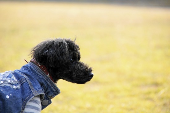 as know as de wan トイプードル 銀座リリー23