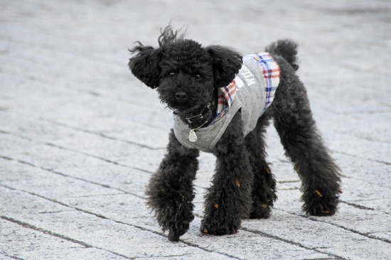 as know as de wan トイプードル 銀座リリー14