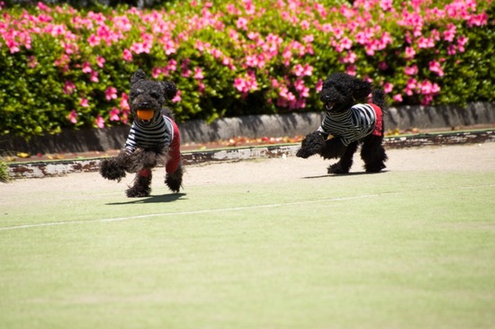 503 銀座ブラックのトイプードルリリーとドナas know as de wan09