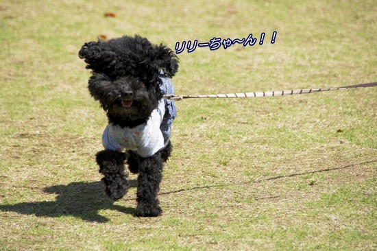 as know as de wan トイプードル 銀座リリー11