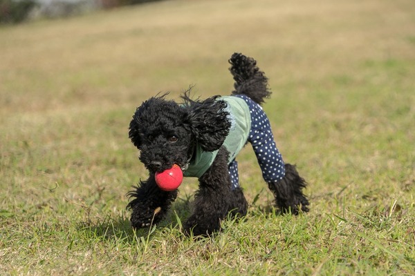 ブラックトイプードル銀座リリー＆ドナ032