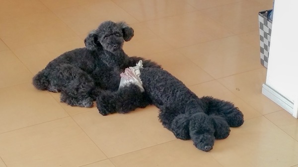 トイプードル銀座リリー06