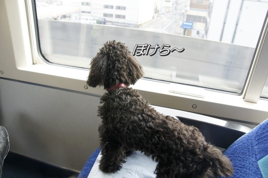 銀座トイプードルリリーas know as de wan46