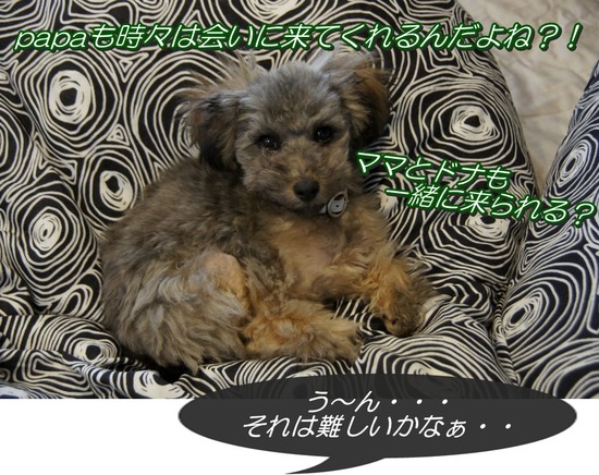 銀座トイプードルリリーas know as de wan16