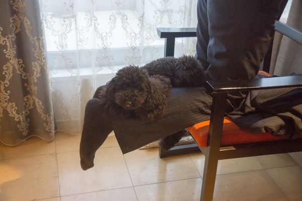 トイプードル銀座リリー10