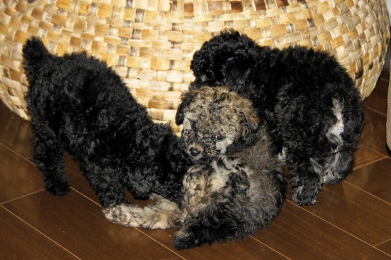 as know as de wanとトイプードルブラックの銀座リリー16