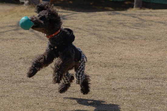 銀座トイプードルリリーとドナas know as de wan18