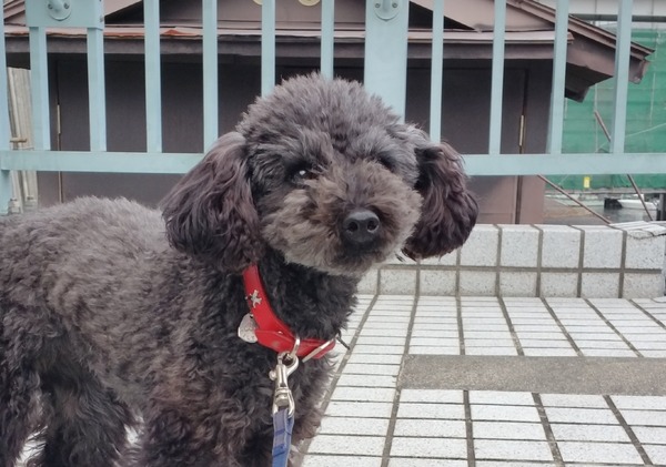 トイプードル銀座リリー008