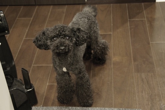 トイプードル銀座リリーとas know as de wan09