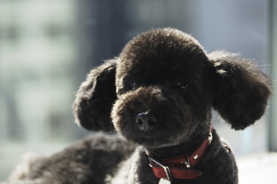 as know as de wan トイプードル 銀座リリー08