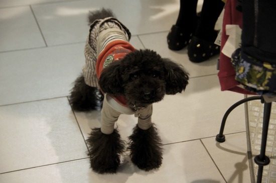 銀座 トイプードル リリー as know as de wan52