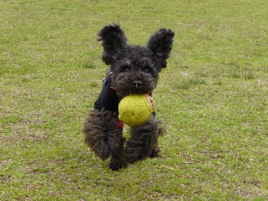 銀座トイプードルリリーとドナas know as de wan11