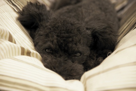 as know as de wan トイプードル 銀座リリー05