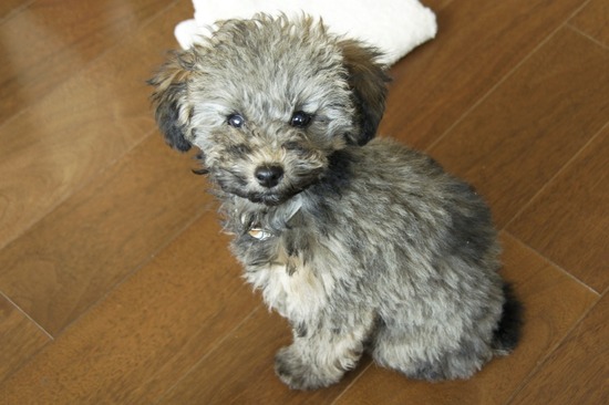 銀座トイプードルリリーas know as de wan38