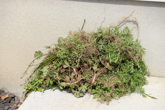 330 銀座ブラックのトイプードルリリーとドナas know as de wan04