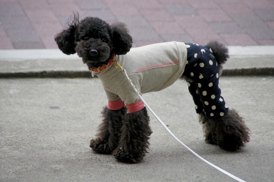 as know as de wan_銀座リリー_トイプードル08