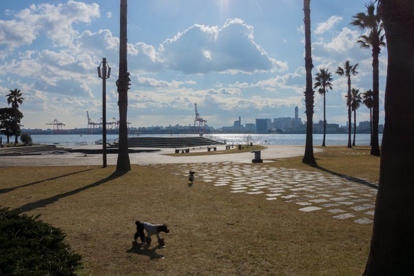 トイプードル銀座リリー035