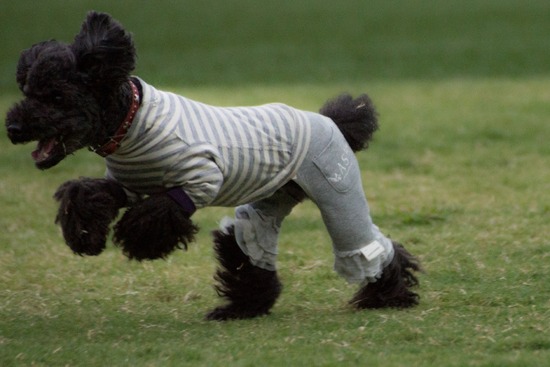 ブログRosieトイプードル銀座リリーとドナas know as de wan70