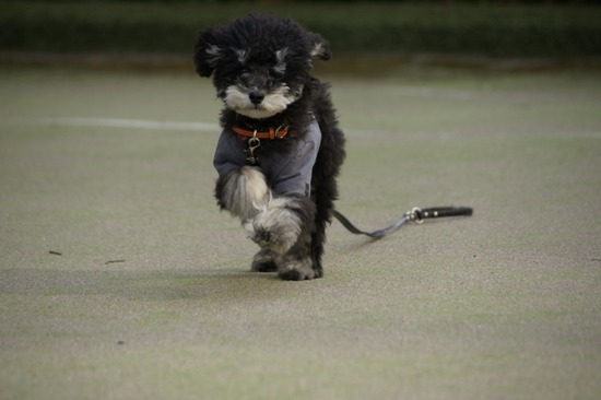 銀座トイプードルリリーas know as de wan26