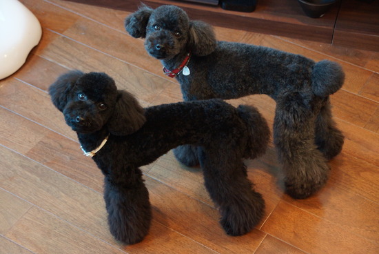 ブログRosieトイプードル銀座リリーとドナas know as de wan05