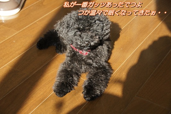 銀座トイプードルリリーas know as de wan11