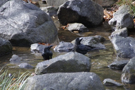 銀座トイプードルリリーas know as de wan30