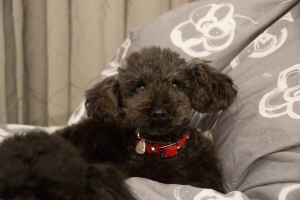 ブラックトイプードル銀座リリードナ002