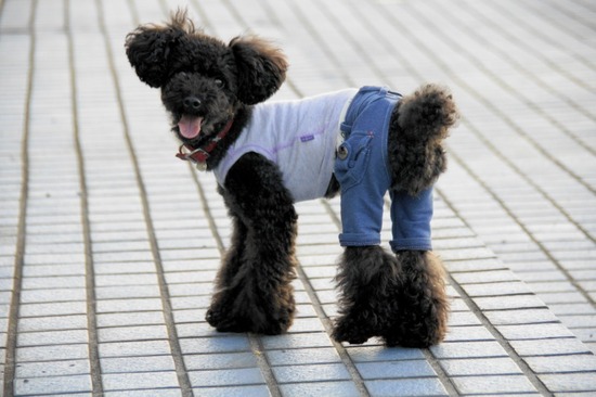 トイプードル銀座リリーas know as dewan06