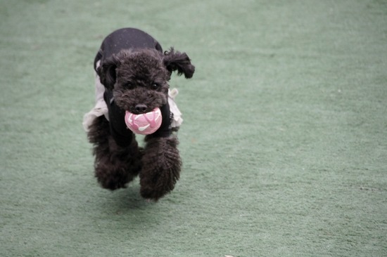 as know as de wan トイプードル 銀座リリー32