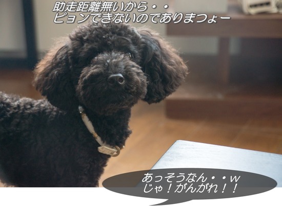 ブログRosieトイプードル銀座リリーとドナas know as de wan22