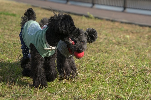 ブラックトイプードル銀座リリー＆ドナ039