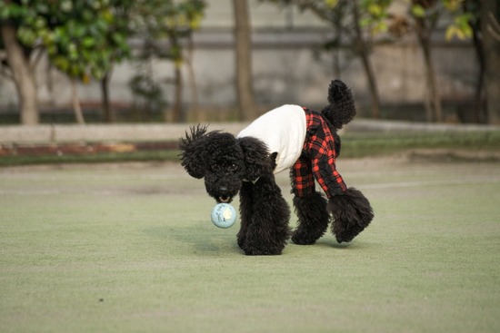 ブログRosieトイプードル銀座リリーとドナas know as de wan17