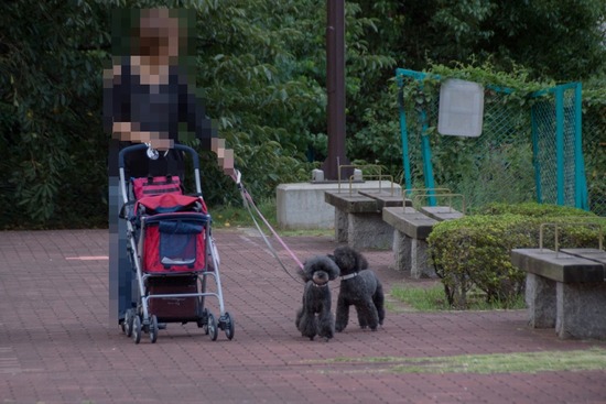 ブログRosieトイプードル銀座リリーとドナas know as de wan72