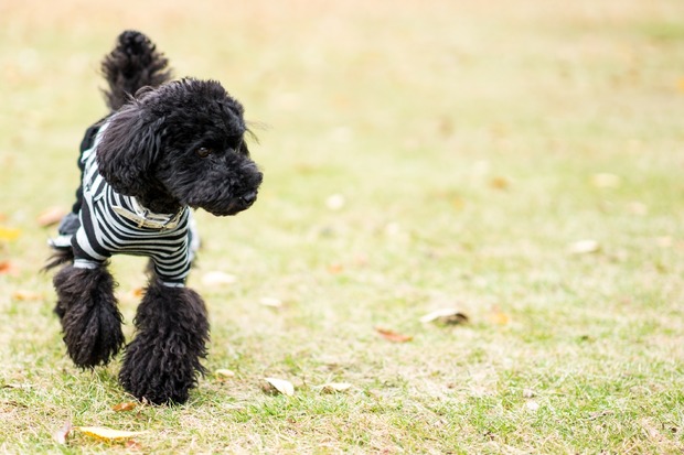 ブラックトイプードル銀座リリー＆ドナ24