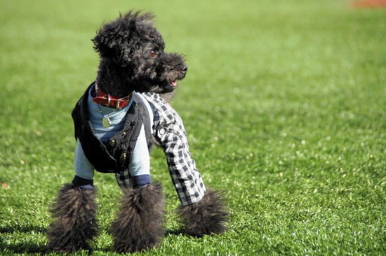 銀座トイプードルリリーas know as de wan22