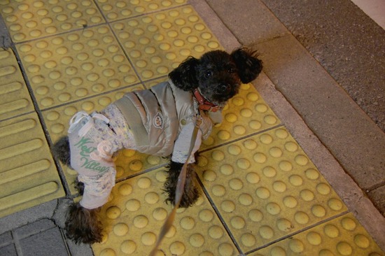 as know as de wa
n トイプードル 銀座リリー14