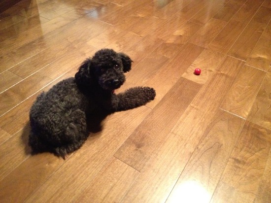 as know as de wan トイプードル 銀座リリー18