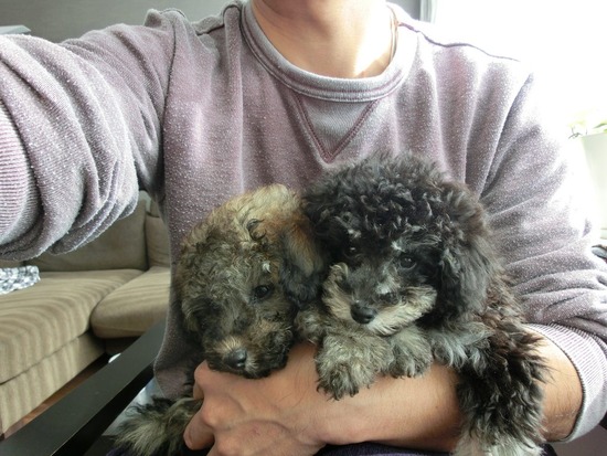 銀座トイプードルリリーas know as de wan01