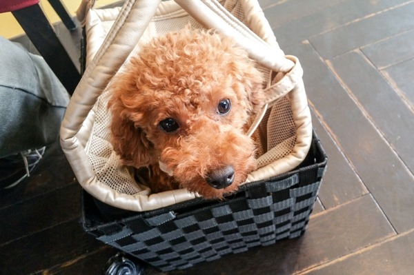 2015090820150908トイプードル銀座リリー12