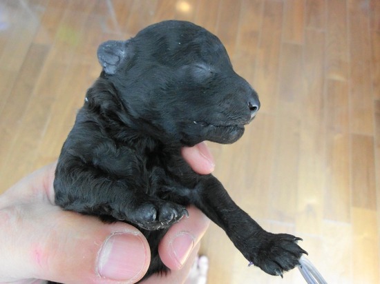 as know as de wanとトイプードルブラックの銀座リリー05