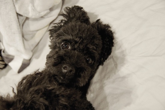 as know as de wanとトイプードルブラックの銀座リリー06