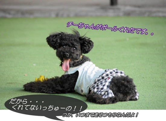 as know as de wan トイプードル 銀座リリー25