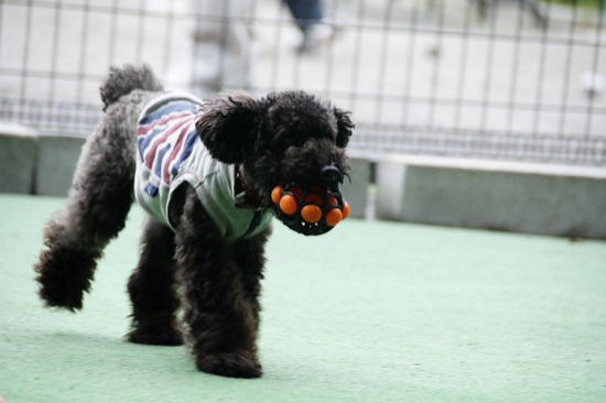 as know as de wan_銀座リリー_トイプードル18