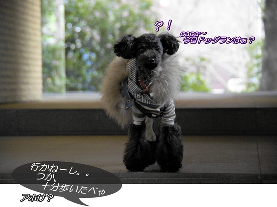 as know as de wan トイプードル 銀座リリー34