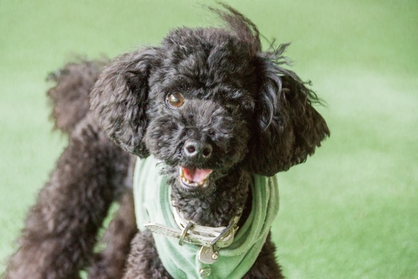 ブラックトイプードル銀座リリードナ005